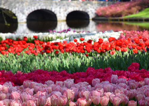 Bloeiende tulpen in het park