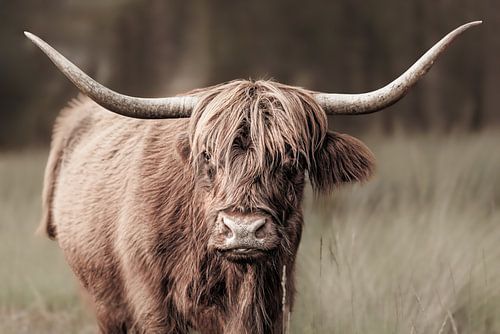 Majestueuze Scottish Highlander gefotografeerd in het natuurgebied Stippelberg, Deurne. Een tijdloze weergave van rust en natuurlijke schoonheid.
