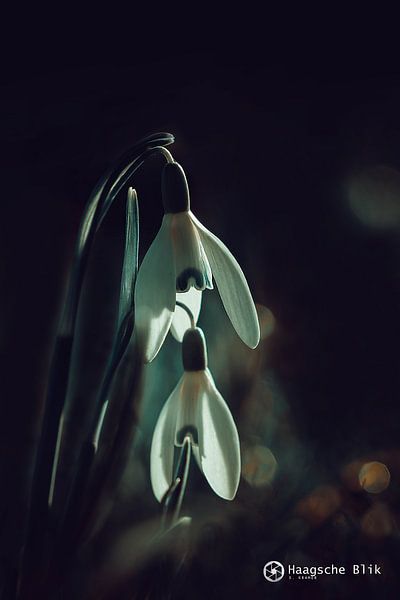 Summer Clocks by Captury