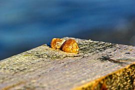 no Baltic Sea gold, no amber by Norbert Sülzner