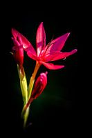 Rosa Schizostylis coccinea im letzten Sonnenlicht