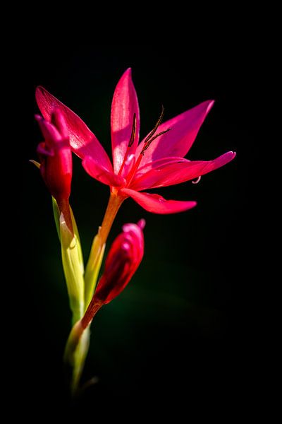 Roze Schizostylis coccinea in laatste zonlicht van Robbert De Reus