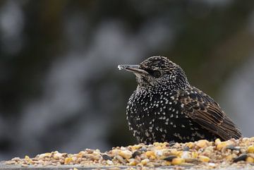 A starling at the feeder by Claude Laprise