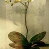 Orchidee. Botanische Brillanz. von Alie Ekkelenkamp