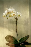 Stilleven. Orchidee. Botanical Brilliance.