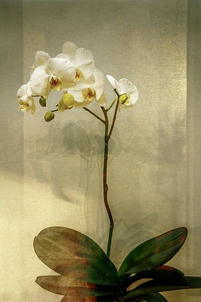 Stilleben. Orchidee. Botanische Brillanz. von Alie Ekkelenkamp
