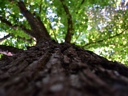 Blick in die Baumkrone aus der Froschperspektive