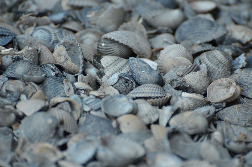 Dutch shells von sandra  workala