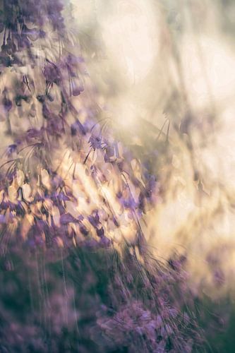 Arboretum Part 43 by Tania Perneel