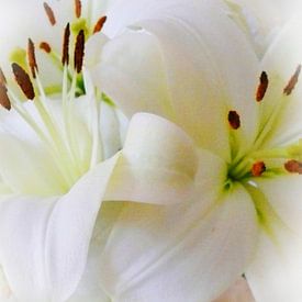 Weiße Lilien van Doris Kroos