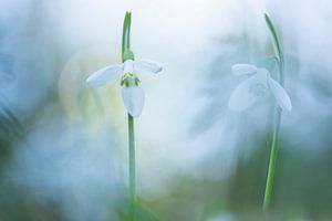 Schneeglöckchen kündigen den Frühling an