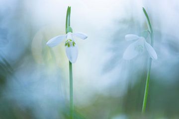 Sneeuwklokjes kondigen de lente aan