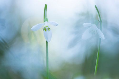 Snowdrops announce spring