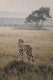 Cheetah in the African Savannah – Fine-Art Wildlife Photography