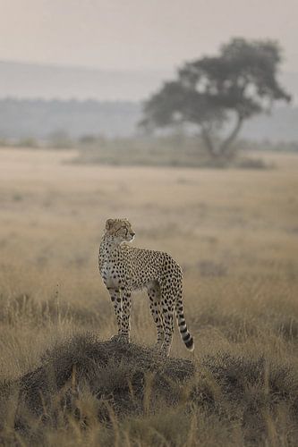 Cheetah in the African Savannah – Fine-Art Wildlife Photography