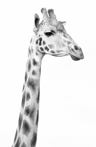 Highkey Giraffe by Sammy de With