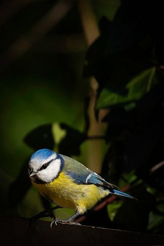 Mésange bleue