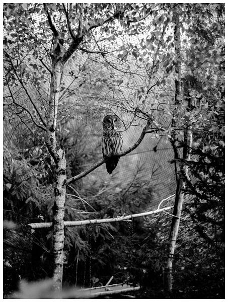 Majestic Owl by Hello Pompoyo