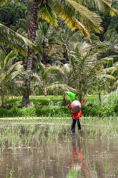 Épouvantail dans les rizières humides sur Mickéle Godderis