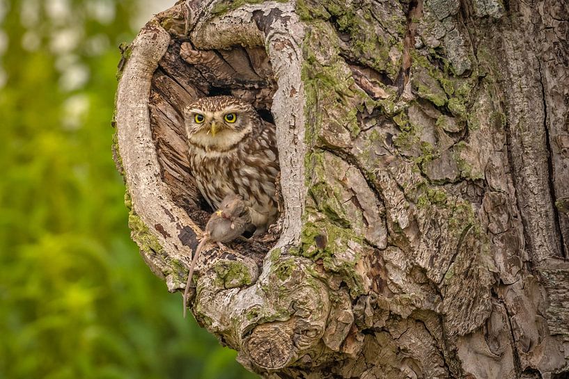 Steinzwiebel im Baum mit Beute von Andy Luberti
