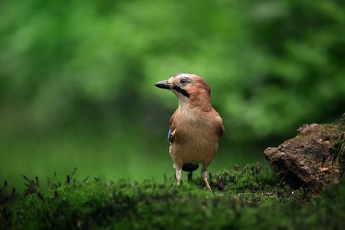 Jay (Garrulus glandarius)