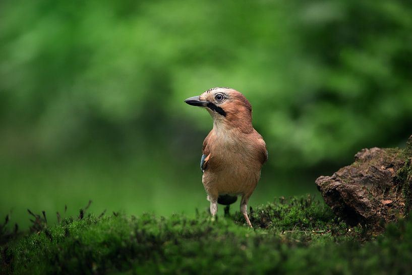 Jay (Garrulus glandarius) by Gerben De Schuiteneer