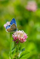 Icarus blue on red clover