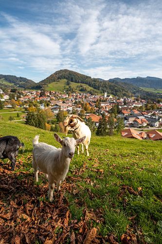 Uitzicht op Oberstaufen, Staufen en de Allgäuer Alpen met schattige geiten