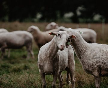 Umarmungen und Küsse - Schafe von Angela van der Zee