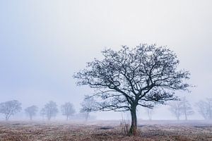 Arbre dans la roselière