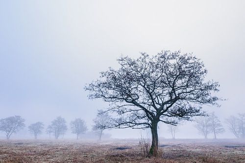 Arbre dans la roselière