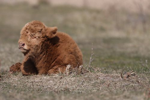 Highlander écossais
