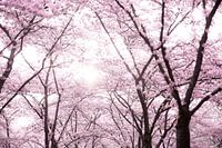 Blossom in the Netherlands
