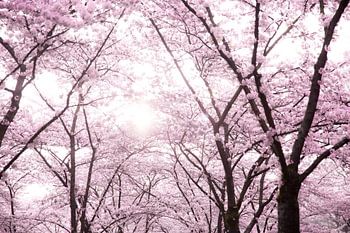 Blossom in the Netherlands
