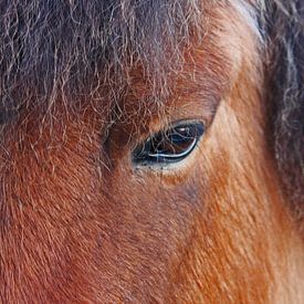 IJslands paard von Henriëtte Kelderman-Makaaij