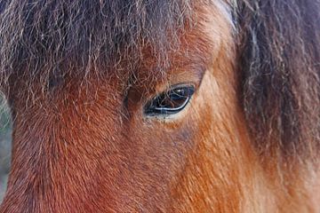 IJslands paard van Henriëtte Kelderman-Makaaij