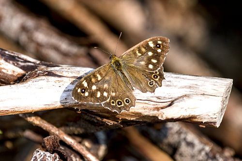 spotted sandpiper in the sun