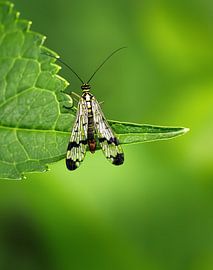 Macro of a scorpion fly on a green leaf by ManfredFotos