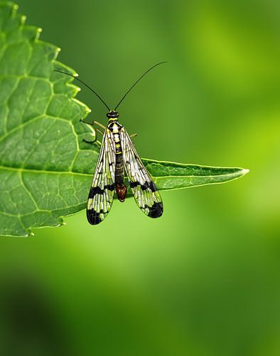 Macro d'une mouche scorpion sur une feuille verte