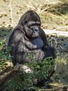 Gorilla : Safaripark Beekse Bergen van Loek Lobel thumbnail
