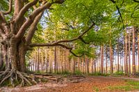 Eine charakteristische Buche in Bakkeveen.