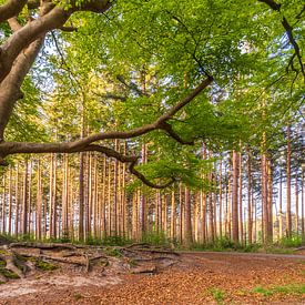 Een karakteristieke beukenboom in Bakkeveen. van Ron ter Burg