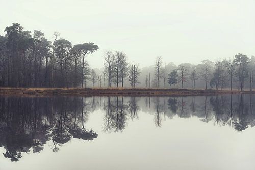 Vijver en bos in Mastbos , Breda , Nederland
