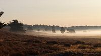 Fog on the heath near Vierhouten
