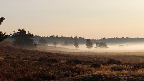 Nebel auf der Heide bei Vierhouten