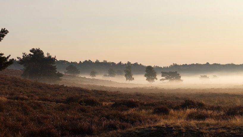 Fog on the heath near Vierhouten by Caught By Light