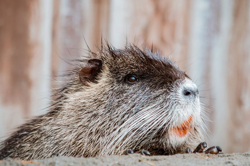 Portrait Beaver rat by Marjolijn Maljaars