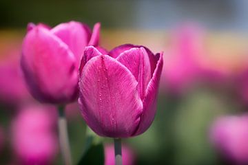 Roze tulpen van Jos Reimering