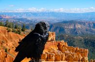 Big Bastard, Bryce Canyon, United States van Colin Bax thumbnail