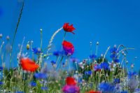 Sonnige Mohnblumen